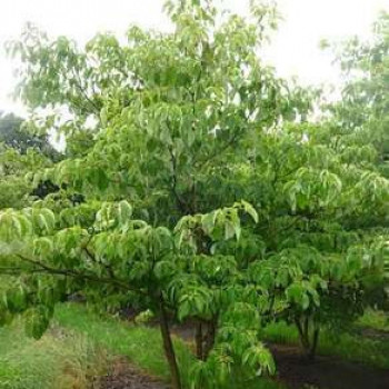 Cornus controversa 1.25 à 1.5 m CT 12 litres 