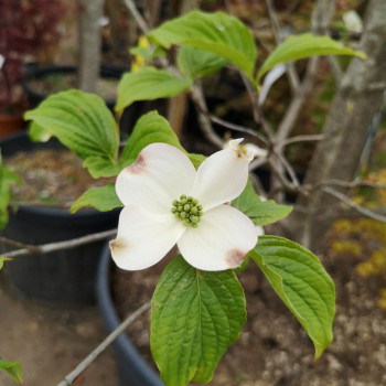 Cornus florida 0.60 à 0.80 m Cont. 