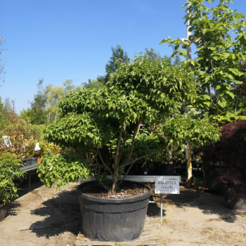 CORNUS MAS - ITR BONSAI CT 450 LITRES 