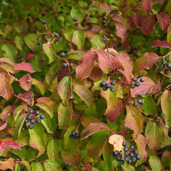 Cornus sanguinea 0.40 à 0.60 m CT 2 litres 