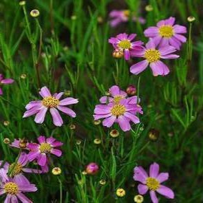 Coreopsis rosea 'American Dream'  Pot 9 