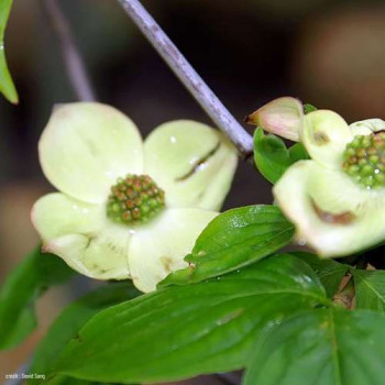 Cornus 'Rutgan' ( 'stellar pink') 1 à 1.25 m CT 25 litres 