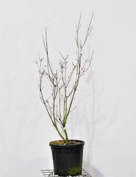 Cornus 'Rutban' ( aurora) 1 à 1.25 m CT 25 litres 