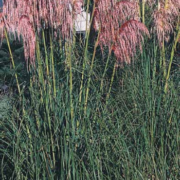 Cortaderia sell. 'Rosea'  CT 3 litres 