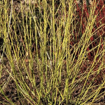 Cornus ser. 'Flaviramea' 0.60 à 0.80 m Cont. 