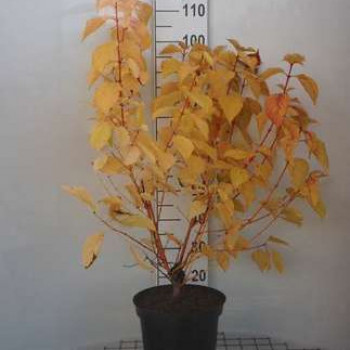 Cornus sanguinea 'Magic Flame' 0.50 à 0.60 m CT 10 litres 