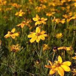 Coreopsis vert. 'Grandiflora'  Pot 9 