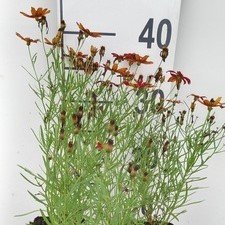 Coreopsis vert. 'Ladybird'  Pot 9 