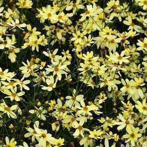 Coreopsis vert. 'Moonbeam'  Pot 9 