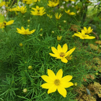 Coreopsis vert. 'Zagreb'  Pot 9 