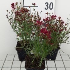Coreopsis vert. 'Ruby Red'  Pot 9 