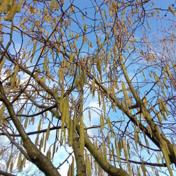 Corylus avellana 0.50 à 0.60 m CT 2 litres 
