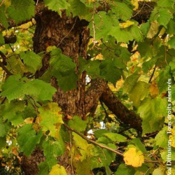 Corylus colurna Tige 20/25 Motte grillagée 