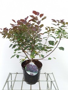 Cotinus cogg. 'Dusky Maiden'® 0.40 à 0.50 m Cont. 