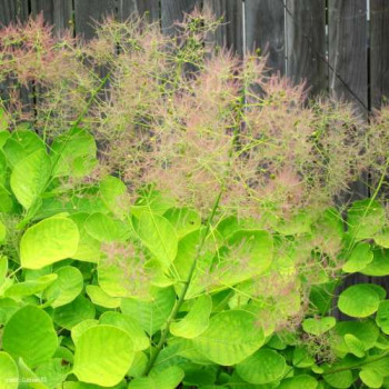 Cotinus cogg. 'Golden Spirit'® (= 'ancot'®) 0.50 à 0.60 m CT 4 litres 