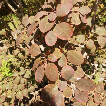 Cotinus cogg. 'Royal Purple' 0.50 à 0.60 m CT 10 litres 