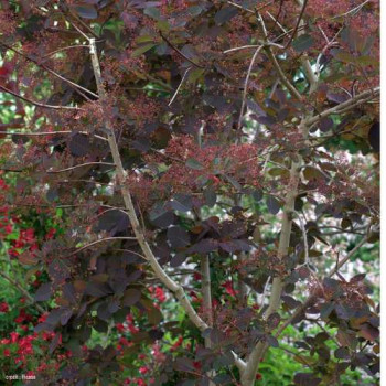 Cotinus dummeri 'Grace' 0.40 à 0.60 m Cont. 