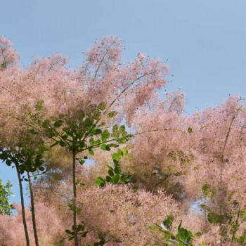 Cotinus coggygria 0.80 à 1 m Cont. 
