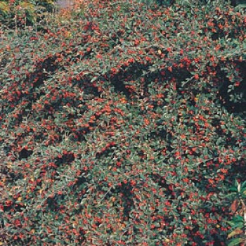 Cotoneaster franchetii 0.40 à 0.60 m Cont. 
