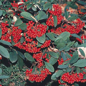 Cotoneaster lacteus 0.40 à 0.60 m Cont. 