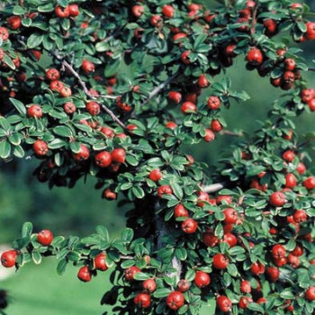 Cotoneaster microphyllus 0.30 à 0.40 m Cont. 