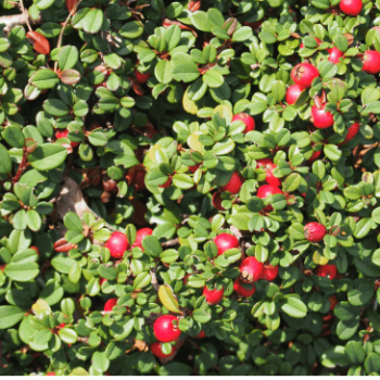 Cotoneaster proc. 'Streib's Findling' 0.15 à 0.20 m CT 1,3 litres 