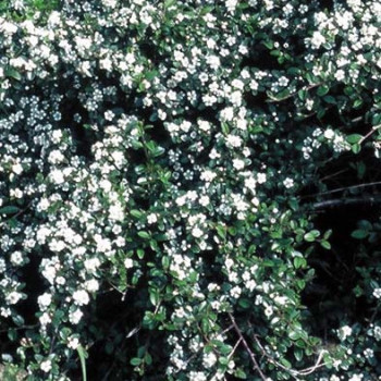 Cotoneaster radicans 'Eichholz' 0.15 à 0.20 m Pot 9 