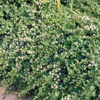 Cotoneaster suec. 'Coral Beauty' 0.20 à 0.25 m Pot 9 