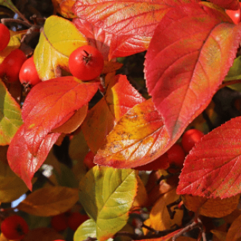 Crataegus lavallei 'Carrierei' Tige 12/14 Cont. 