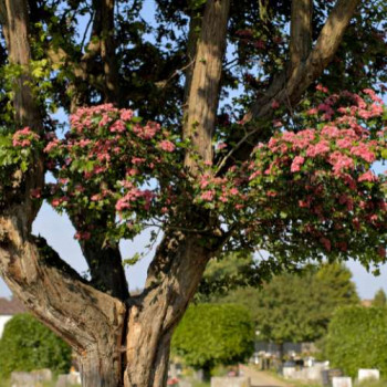 Crataegus media 'Paul's Scarlet' Tige 12/14 Cont. 