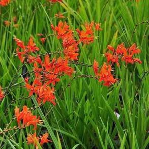 Crocosmia masoniorum  Pot 9 