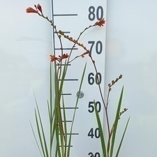 Crocosmia 'Fire King'  Pot 9 