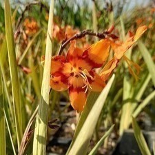 Crocosmia hybr. 'Emily Mckenzie'  Pot 9 