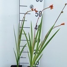 Crocosmia hybr. 'Red King'  Pot 9 