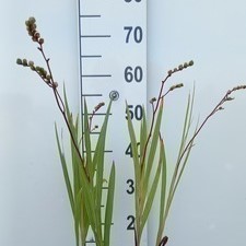 Crocosmia hybr. 'Emberglow'  Pot 9 