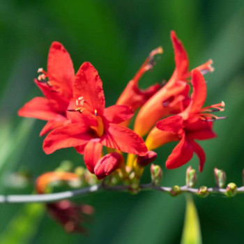 Crocosmia hybr. 'Lucifer'  Pot 9 