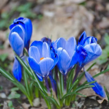 Crocus vernus blauw-bleu  X20 