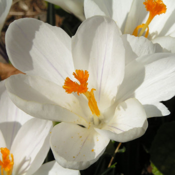 Crocus vernus 'Jeanne d'arc'  X100 