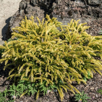 Cryptomeria jap. 'Globosa Nana' 0.40 à 0.50 m CT 20 litres 