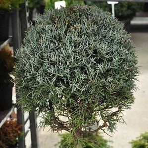 Cupressus arizonica 'Fastigiata' 1.75 à 2 m CT 18 litres 