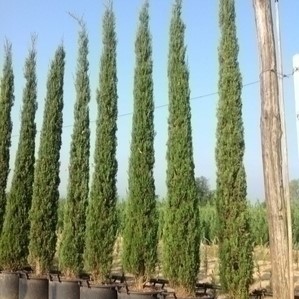 Cupressus semperv. 'Totem' 1.25 à 1.5 m CT 12 litres 