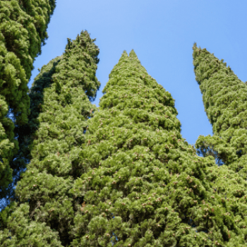 Cupressus semperv. 'Stricta' (=pyramidalis) 1 à 1.25 m CT 10 litres 