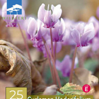 Cyclamen hed. 'Rose Pearls' (= hederifolium)  Pot 9 