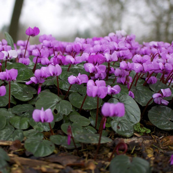 Cyclamen coum  Pot 9 