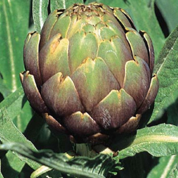 Cynara cardunculus (kardoen)  Pot 9 