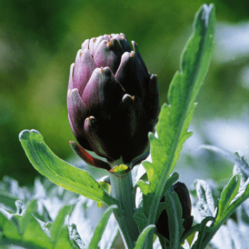 Cynara scolymus (artisjok)  Pot 9 