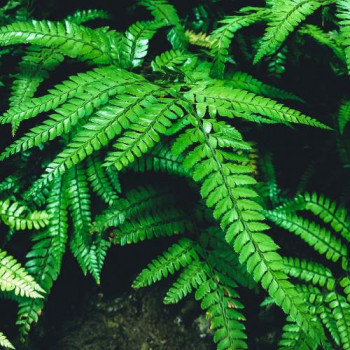 Cyrtomium fortunei (=polystichum fort.)  CT 2 litres 