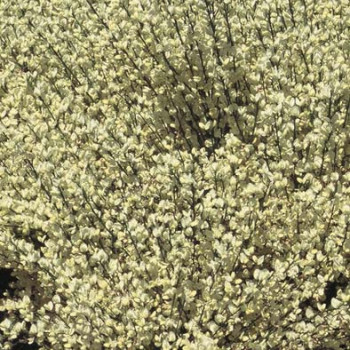 Cytisus praecox 0.40 à 0.60 m Cont. 