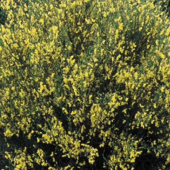 Cytisus scoparius 0.40 à 0.60 m Cont. 