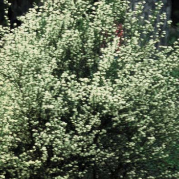 Cytisus praec. 'Albus' 0.40 à 0.60 m Cont. 